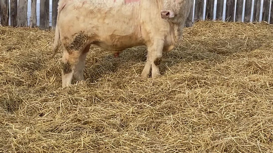 RPH 20H VIDEO